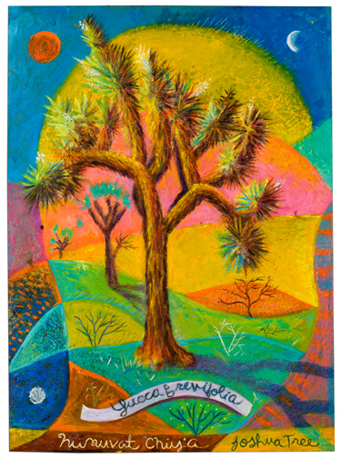 yuccabrevifolia
